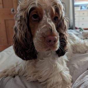 “How Would I Even Know??” – Thoughts from a Very Busy Dog 🐾