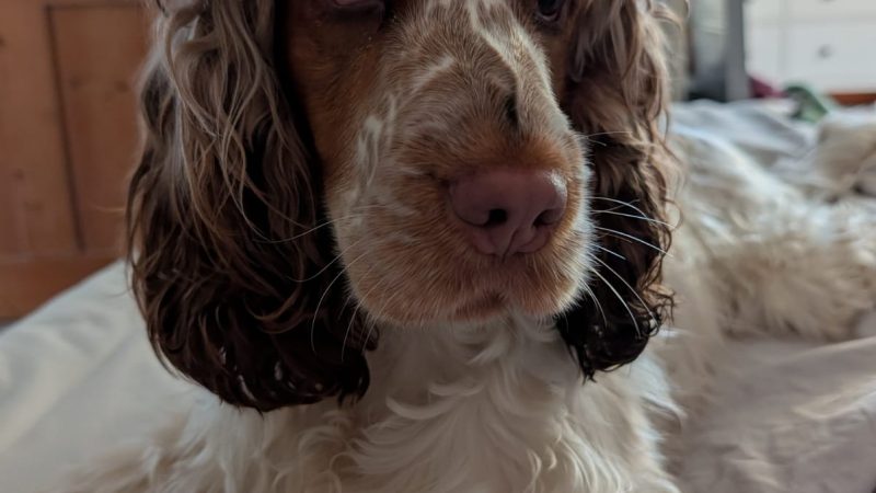 “How Would I Even Know??” – Thoughts from a Very Busy Dog 🐾