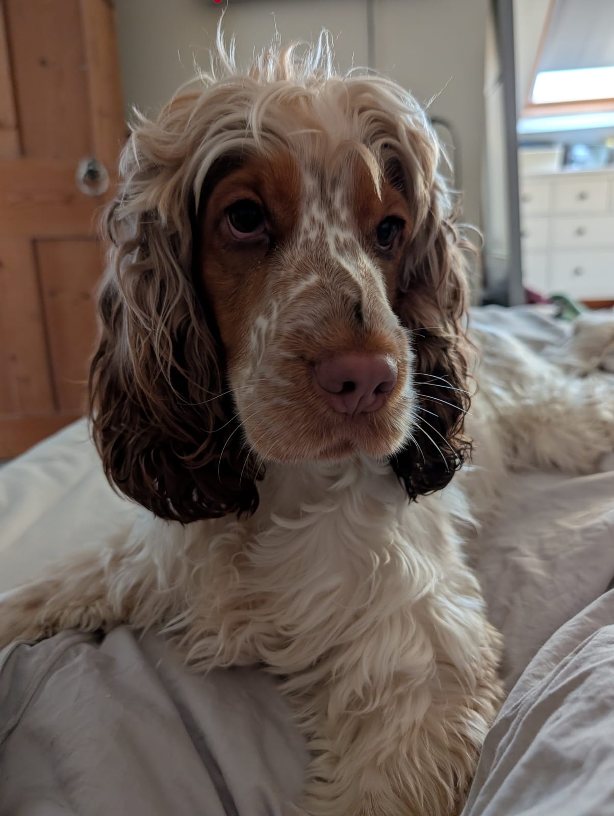 “How Would I Even Know??” – Thoughts from a Very Busy Dog 🐾