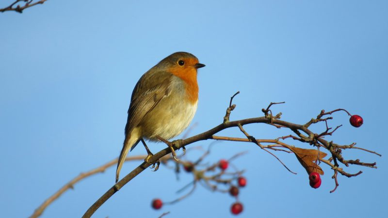 “Robins appear when loved ones are near”