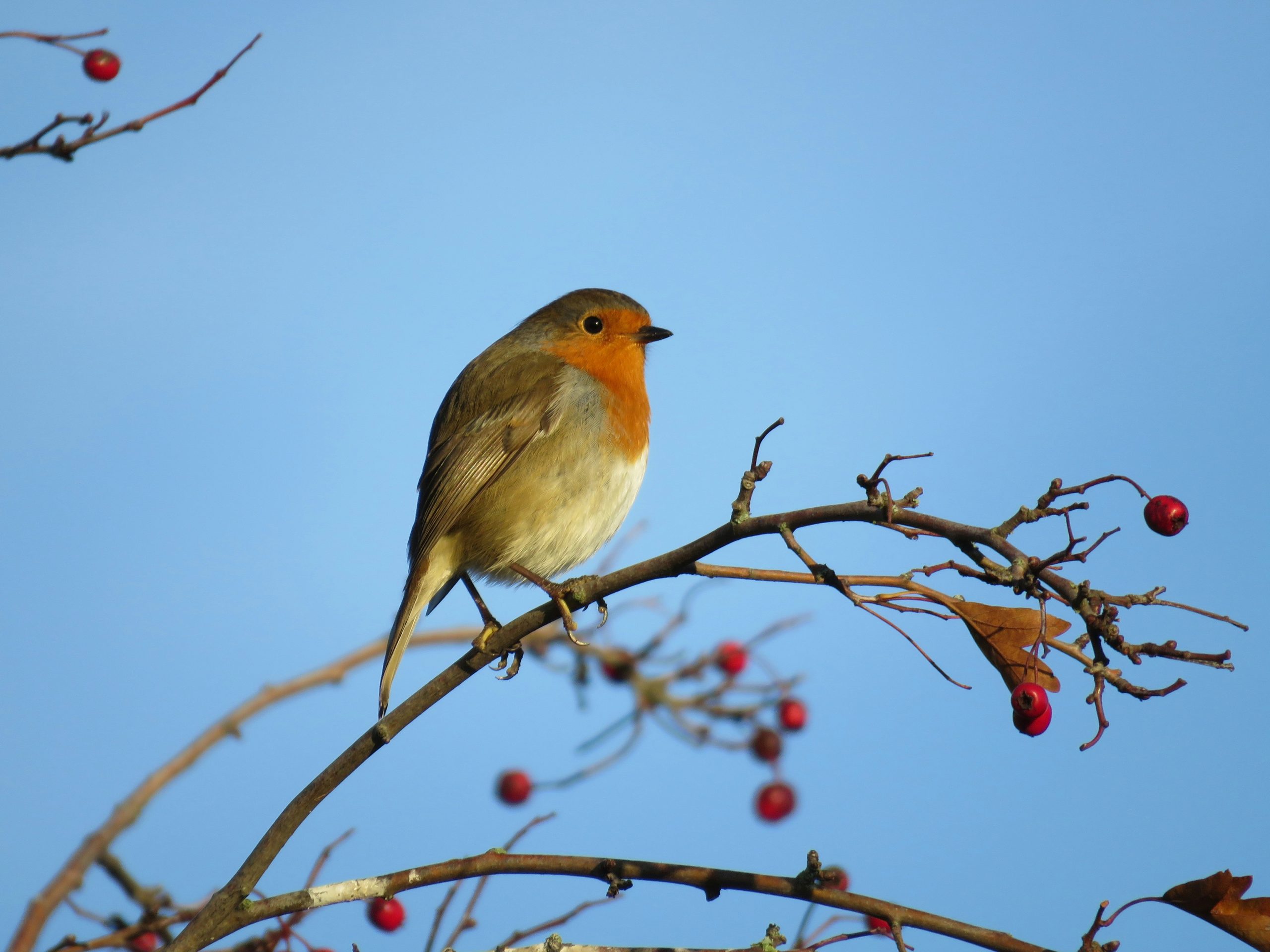 “Robins appear when loved ones are near”