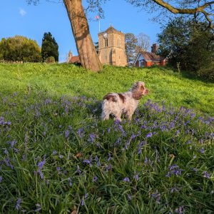 “How Would I Even Know??” – Thoughts from a Very Busy Dog 🐾