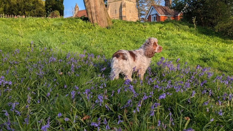 “How Would I Even Know??” – Thoughts from a Very Busy Dog 🐾