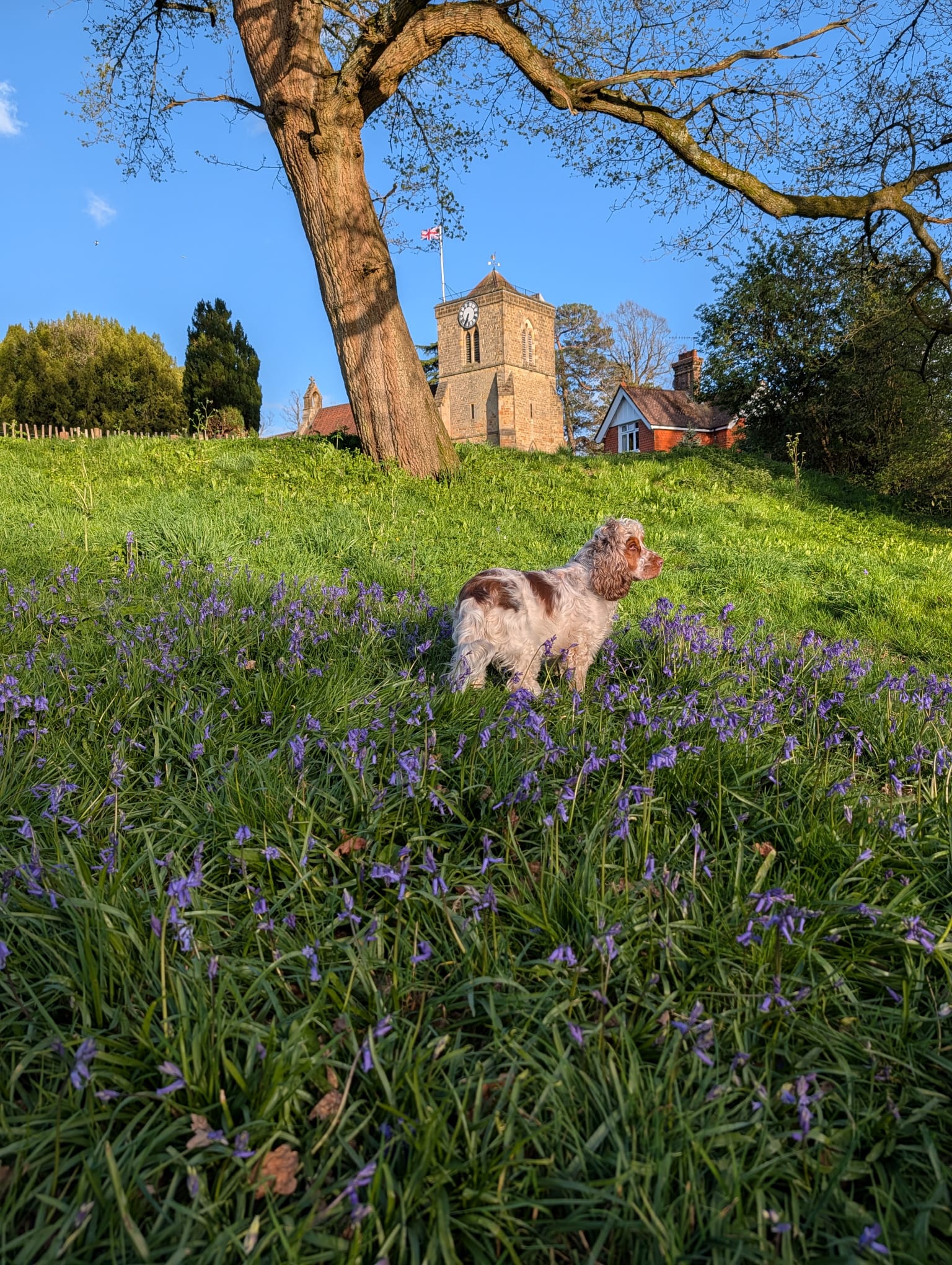 “How Would I Even Know??” – Thoughts from a Very Busy Dog 🐾